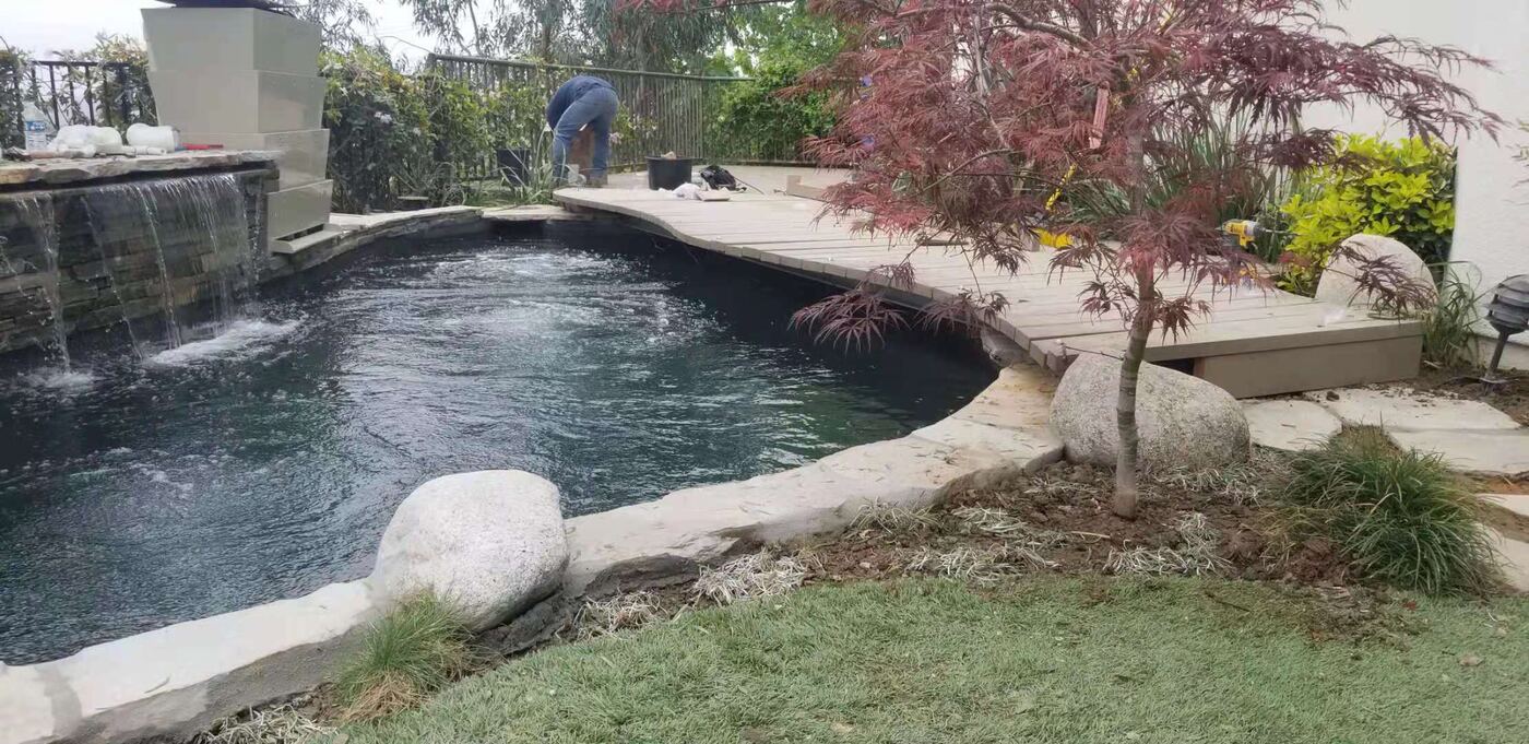 Natural pool with Japanese maple